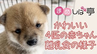 かわいい4匹の赤ちゃんたちの離乳食✨毎日ハッピーなまめしばおチビたちのブログ・vlog 【豆柴】