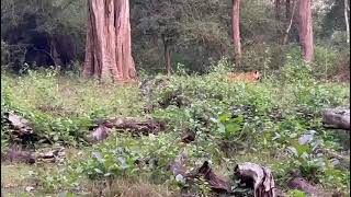 #kabini #jungle #tiger #tigersighting