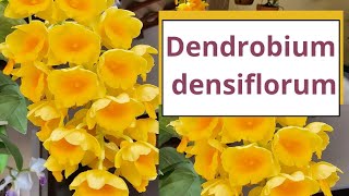 Dicas de cultivo do Dendrobium densiflorum para ter muita floração.