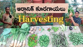 మా తోటలో సేంద్రీయ కూరగాయల పంట //organic vegetables harvest in our garden #harvest#terracegarden