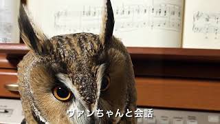 フクロウの会話/Owl's talking