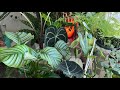 music for plants stimulate growth and boost health of your houseplants