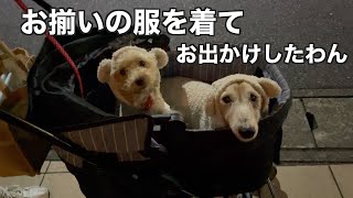 21歳ダックスと子犬！お揃いのお洋服を着て出かけた日の事☆