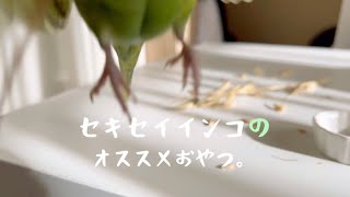 【セキセイインコのおやつ】とりきち横丁さん購入 もぐもぐタイム/Snacks of the parakeet ［オススメ blog］