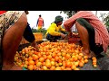 Part 2 of 2: INIHAW AT PAKALUGKOG NA DALAG + 4th HARVEST NG KAMATIS AT SILING HABA, MAGKANO KINITA?