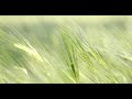 hd crops vegetation grasses green wheat swaying windy stalks bending calm relaxing piano music