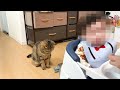 赤ちゃんの離乳食がどうしても気になる猫がこちら！ 517【生後1年と224日目 スコティッシュフォールド】