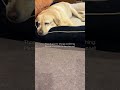 人間のストレスを全て吸収してくれるラブラドール・レトリーバー shorts 癒し dog labradorretriever