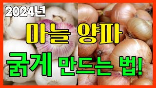 마늘 양파 이거하면 굵어집니다 [2024년] - 3월에 4월에 마늘,양파 농사 관리법,마늘 추비 시기,마늘 웃거름 주는 시기 , 병충해 관리 살충 살균