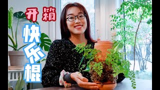 「山乌龟」新花器开箱试用 | 网红陶里瓶到手 | 山乌龟的园艺记录