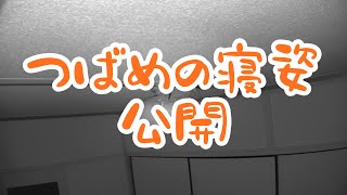 13日目　【つばめの室内の巣作り】今日はつばめの寝姿を公開！！！