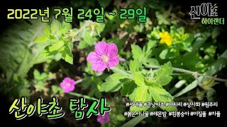 여름의 다양한 야생화들  2022년 7월 24일 ~ 29일 산야초탐사 #산야초하이랜더 #산야초 #약초 #진안군