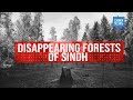 Disappearing Forests Of Sindh | MoneyCurve | Dawn News English