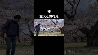 昭和記念公園で愛犬とお花見。#shorts