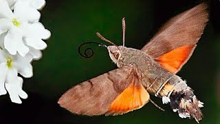 小豆長喙天蛾, 像蜂鳥一樣凌空吸蜜,￼Macroglossum hawkmoth, like a hummingbird hovering in the air to sip nectar