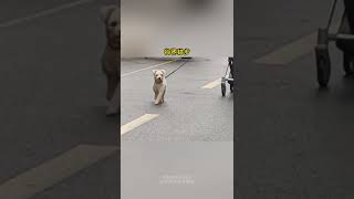 走猫步的狗子，就算被拴着，也不能丢了优雅 #宠物 #pets #狗狗 #dog #funnyanimal #cuteanimals