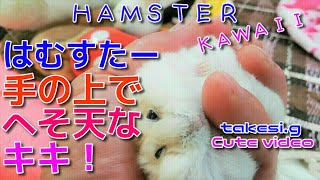 ☆はむすたー☆【手の上でへそ天なキキ❕】☆ハムスター可愛い☆Hamster cute ＆ healing☆