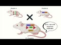 Generation of CRE-LoxP knockout mice for breast cancer modelling & its detection using Karyotyping