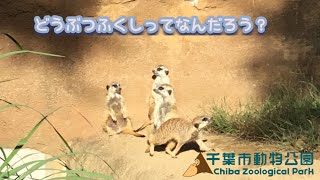 【CHIBA-ZOOTUBEプロジェクト①】どうぶつふくしってなんだろう？（小中学生作成動画）