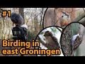 #1 Birding east Groningen/Vogelskijken in oost Groningen