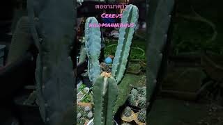 ตอจามาคารู🌵             Cereus hildmannianus         #cactus #กระบองเพชร #แนะนำชื่อแคตตัสวันล่ะชื่อ