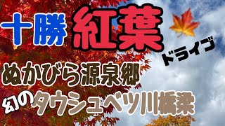 【十勝紅葉🍁ドライブ】上士幌〜ぬかびら源泉郷〜タウシュベツ川橋梁　え❗️昨日出没⁉️