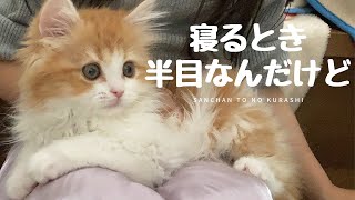 【さんちゃんとの暮らし】No.8 かわいいのに寝るとき半目…