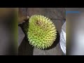 🔴 musim panen buah durian di kapuas hulu kalimantan barat