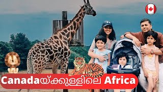 Canada യിലെ കൊച്ചു Africa | African Lion Safari | Drive Through | Canada Travel Vlog