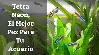 🔵 Tetra Neón,El Mejor Pez Para Tu Acuario Plantado (Acuarios MB)