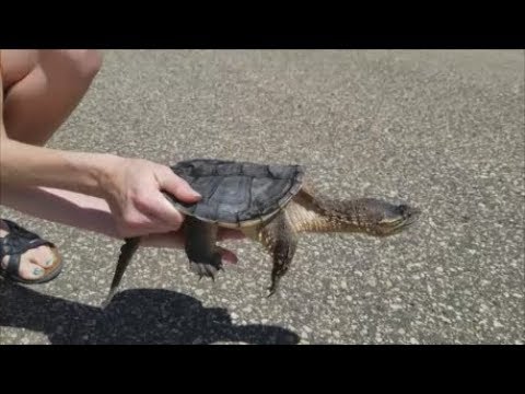 How to Help Turtles Cross the Road How to Help Turtles Cross the Road