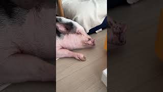 寝てる時がいっちゃんかわいい  #pig #piggy #animals #cute #pets