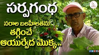 నరాల బలహీనతను తగ్గించే సర్పగంధ మొక్క | Sarpagandha plant health benefits | Eagle Media Works