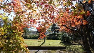 【Full HD】長坂みはらし公園の紅葉