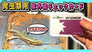 爬虫類用のUVライトから紫外線が出ているかがわかる！REPTI ZOO UVチェックカード【UVB・くる病予防・爬虫類・飼育・ニホントカゲ・VOICEVOX実況】