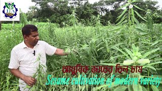 আধুনিক জাতের তিল চাষ II Sesame cultivation of modern variety