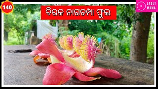 ବିରଳ ନାଗଚମ୍ପା ଫୁଲ #Ladly Mama Cute Baby #Vlog_140