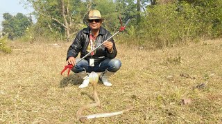 Indian Cobra venomous साथियों यह सांप हमने फॉरेस्ट डिपार्टमेंट में जाकर जमा कर दिया