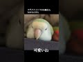 癒やし コザクラインコ 可愛い小鳥 lovebirds peachfacedlovebird 小桃とれもん