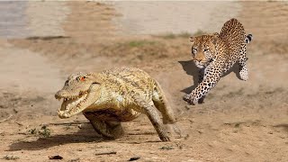 কুমির কেন জাগুয়ারকে ভয় পায়/Why Crocodiles Hate Jaguars