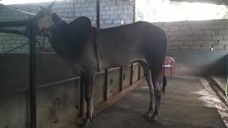 Fabulous Milk Teeth  Hallikar Studbull of Mr. Sadagopan