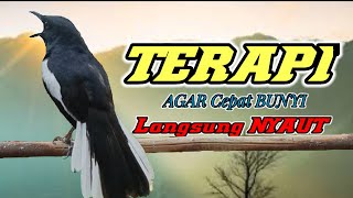 TERAPI PAGI! SUARA BURUNG KACER NGEPLONG GACOR INI DIJAMIN BIKIN LAWAN LANGSUNG NYAUT BUNYI GACOR