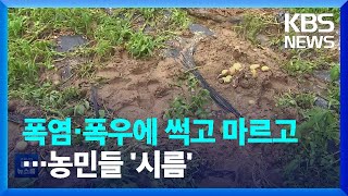 장마에 폭염까지…이상기후에 썩어버린 농작물 / KBS  2022.07.09.