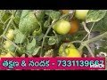 20 02 25 kalakada tomato market price today today tomato market rate in kalikiri today