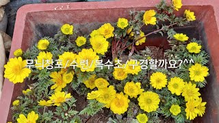 민속품/항아리/석물/옛날방문/복수초/무늬창포