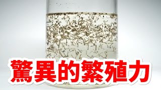 【閲覧注意】ボウフラを1000匹放置してたら・・・。蚊の繁殖力の凄まじさがわかる動画【ヘビフロッグ/切り抜き】