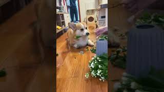 我家小助理太暖心了吧%柯基 %我家毛孩子#corgi