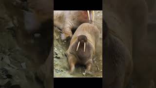 An unexpected cliff dive: Startled walruses make a dramatic escape from  curious polar bears #walrus