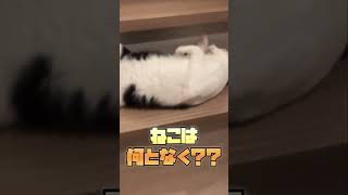 だいちゃん初めてのクイズ！？チュールでドンにチャレンジ！！ゴロゴロしながらも答えれるのか！？#ねこのきもち #ねこ #猫 #猫動画 #猫好き #かわいい #かわいい猫 #cat #ネコ