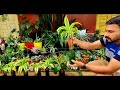 ചെടികൾ കൊണ്ട് തീർത്ത അത്ഭുതം 🥰biggest hanging plants collection indoor plants home garden tour